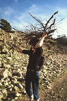 Einheimische Frau beim Brennholzsammeln - von Meike