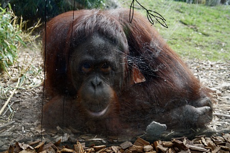 Orang-Utan