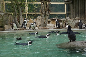 Pinguine