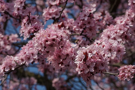Frühling