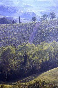 Blick in die Weinberge